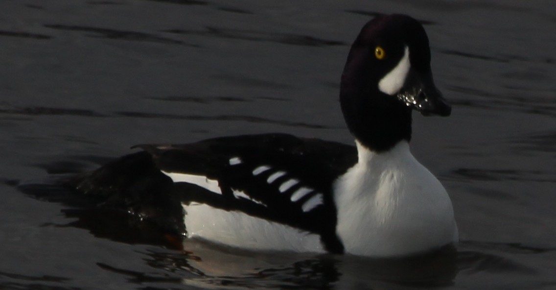 Barrows Goldeneye